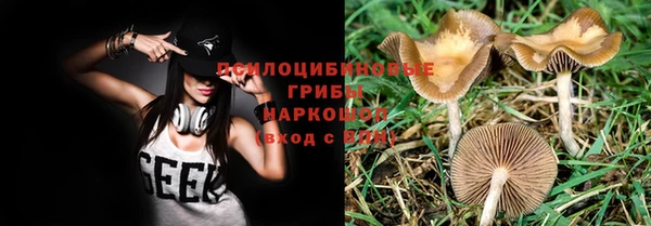 PSILOCYBIN Бородино